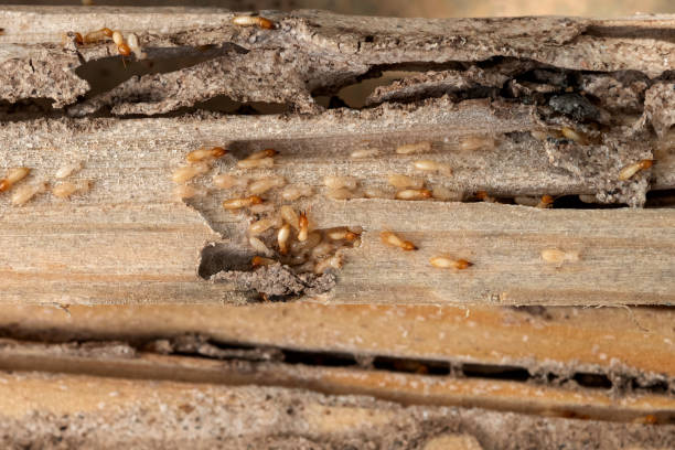 Wasp Removal Services in Nixon, TX